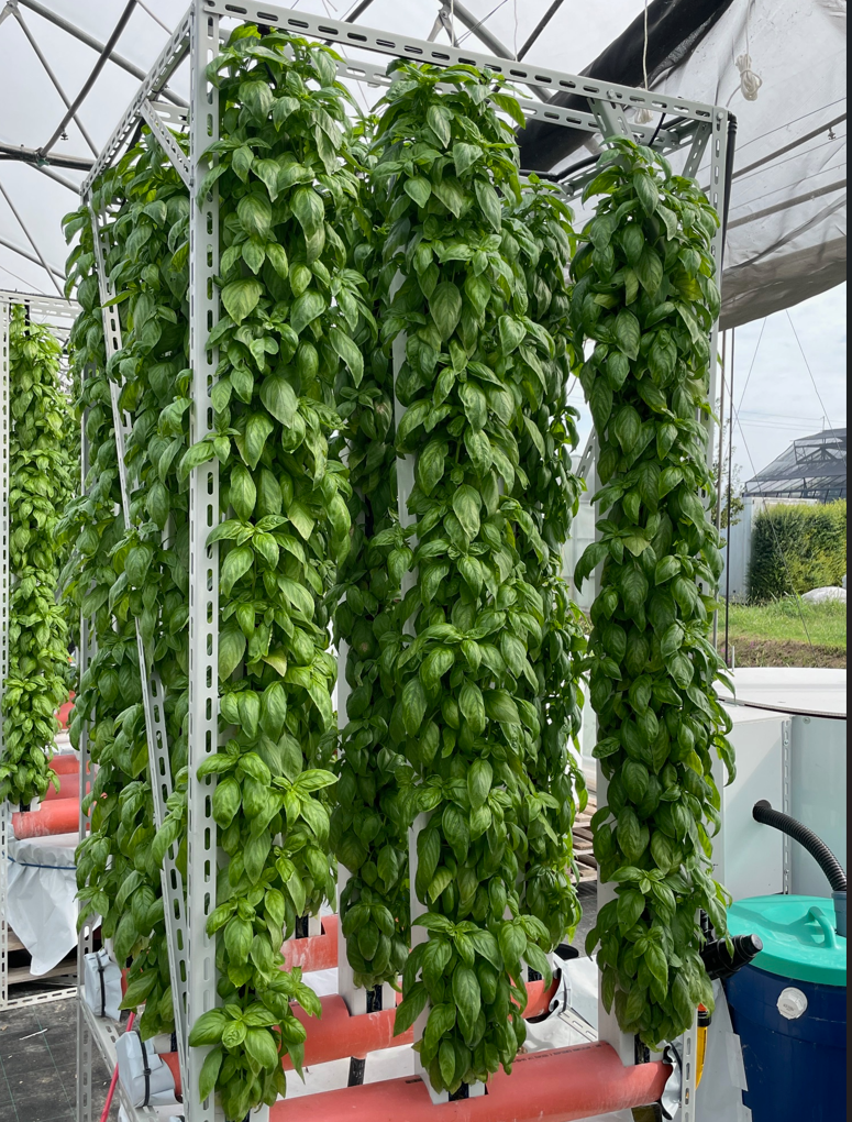 Vertical tower cultivation of basil in an aquaponic system